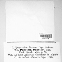 Puccinia bupleuri image